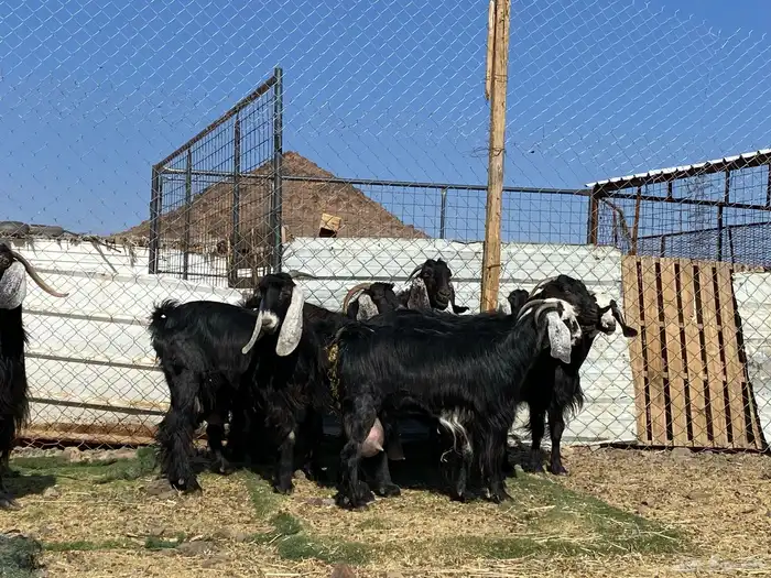 يامدورين الحليب معزا حليب وافر شرط 42