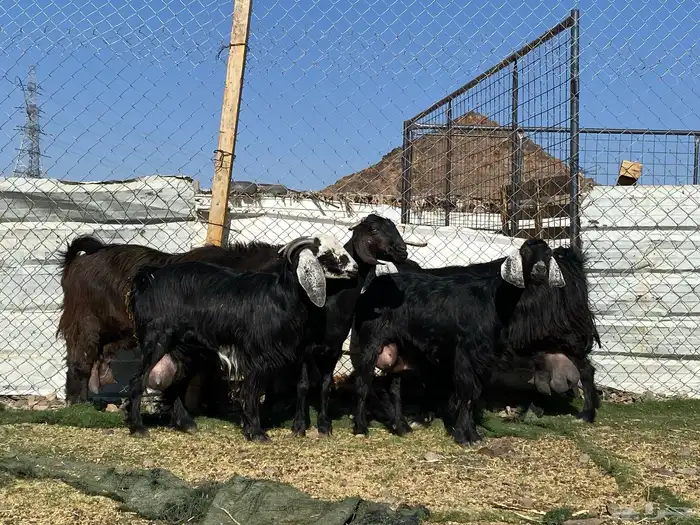 يامدورين الحليب معزا حليب وافر شرط 20