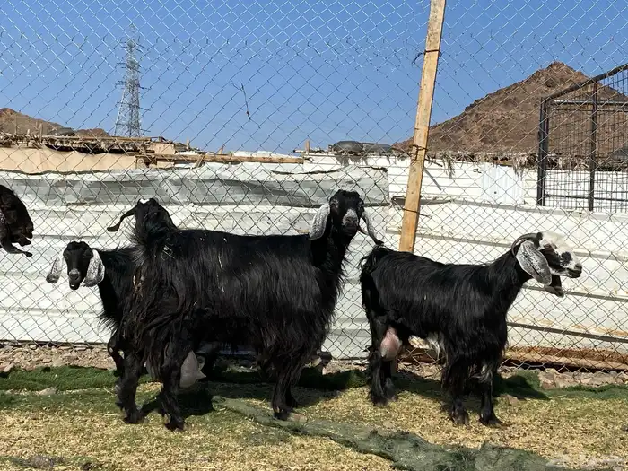 يامدورين الحليب معزا حليب وافر شرط 12