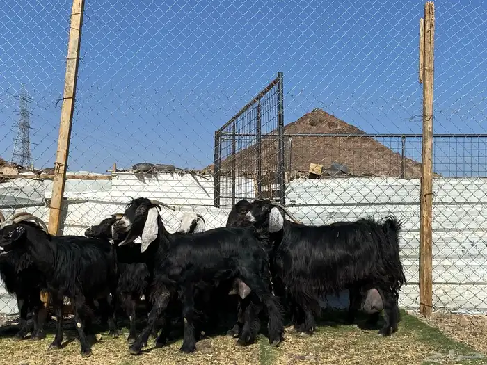 يامدورين الحليب معزا حليب وافر شرط 44
