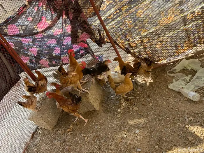 دجاج للبيع 0