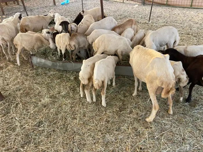 غنم رفيديه خلفات 5