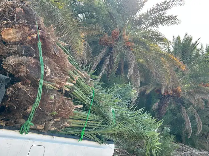 نخل مثمر للبيع نوصل لا جميع أنحاء المملكة 0