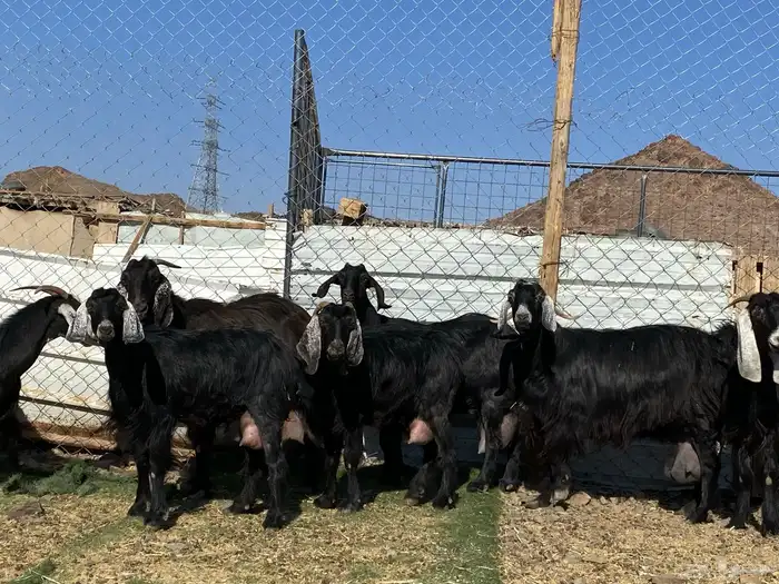 يامدورين الحليب معزا حليب وافر شرط 32