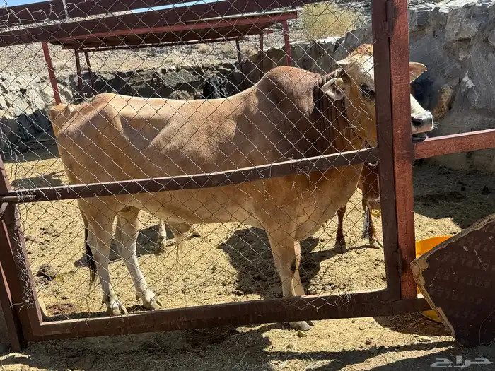 حسلان للبيع 6