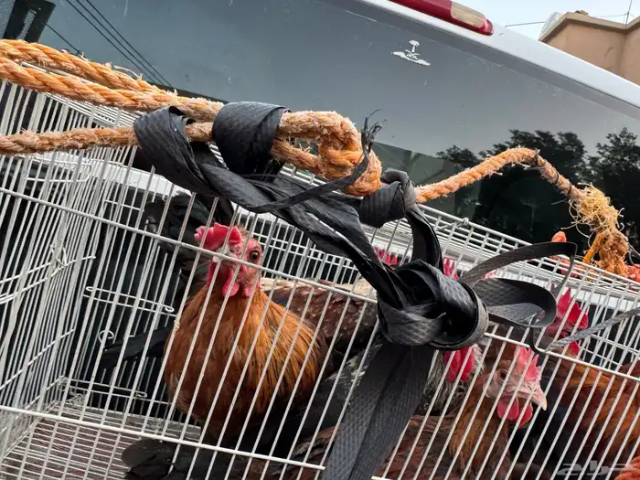 ماشاءالله أديك لبيع 40 35 و30 3