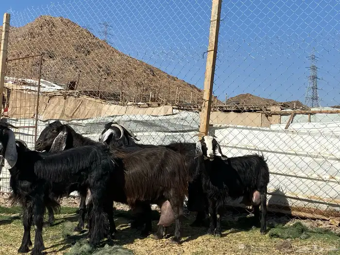 يامدورين الحليب معزا حليب وافر شرط 26