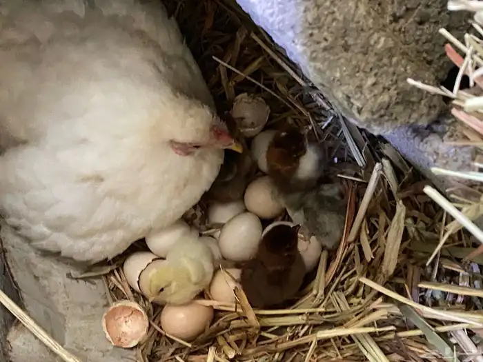 دجاج فارسي للبيع 19