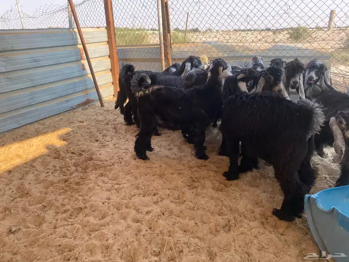 تيوس و جفار عوارض للبيع 2