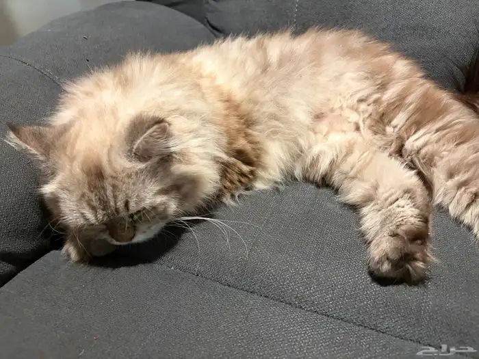 قطط للتبني 4