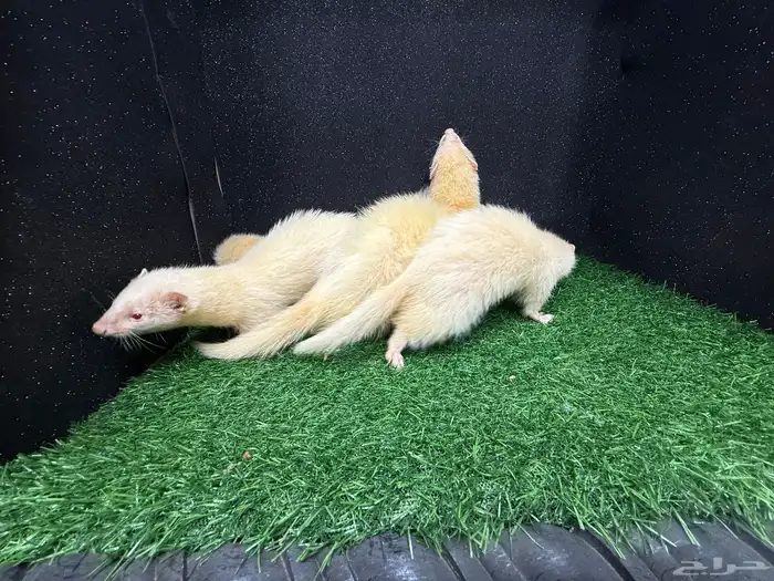 فيرت النمس الأوروبي البينو 2