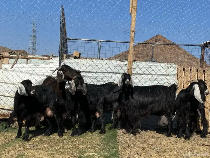 يامدورين الحليب معزا حليب وافر شرط 33