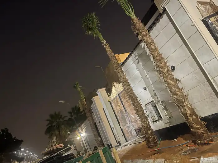 نخيل واشنطن للبيع 6