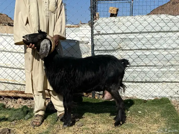 يامدورين الحليب معزا حليب وافر شرط 28