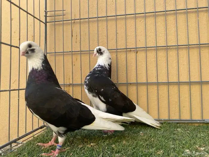 حمام. قطيفي 0