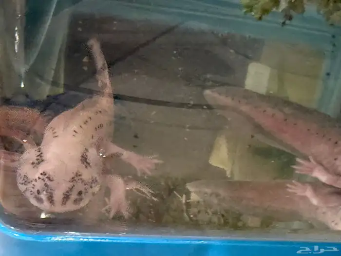 حيوان الاكسلوتل (شيطان البحر ) 4