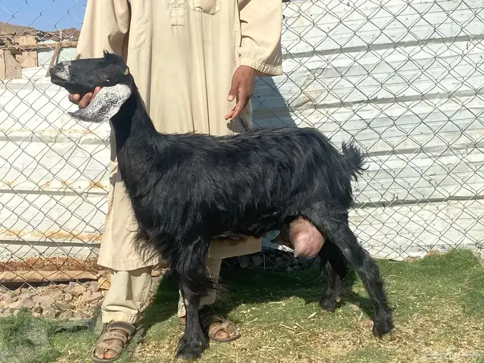 يامدورين الحليب معزا حليب وافر شرط 9