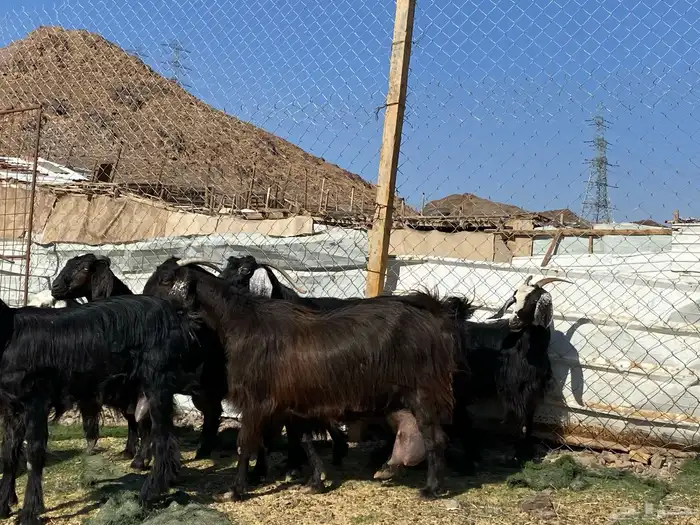 يامدورين الحليب معزا حليب وافر شرط 25