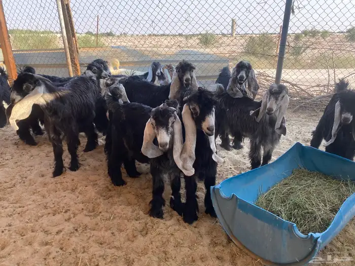 تيوس و جفار عوارض للبيع 5