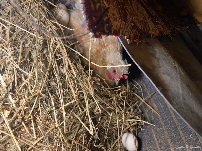 دجاج فارسي للبيع 5