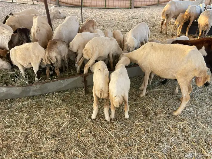 غنم رفيديه خلفات 3