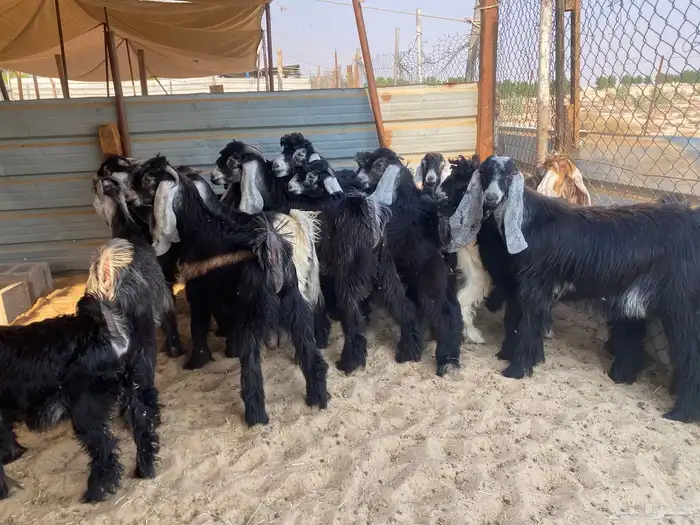 تيوس و جفار عوارض للبيع 0