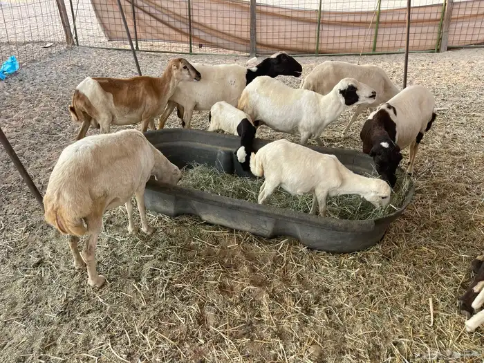 عنم رفيديه خلفات مراح واحد 14