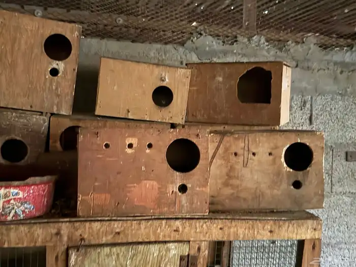 للبيع قفاصه وبياضات. 1