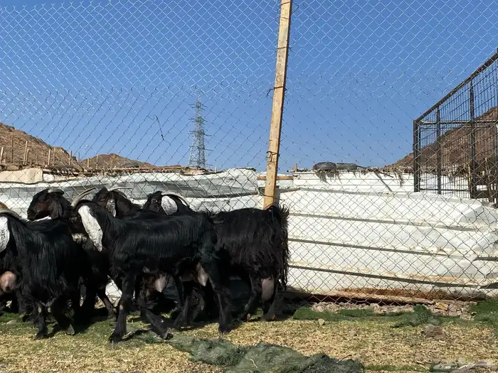 يامدورين الحليب معزا حليب وافر شرط 40