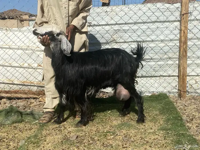 يامدورين الحليب معزا حليب وافر شرط 7