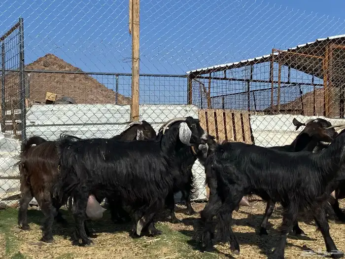 يامدورين الحليب معزا حليب وافر شرط 48