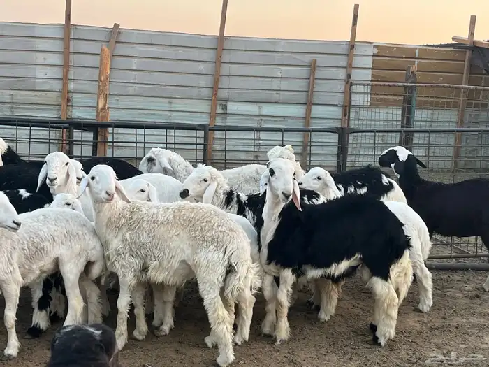 ذبايح خرفان حريات جبره 3