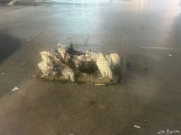 دجاج بددي فيومي 0