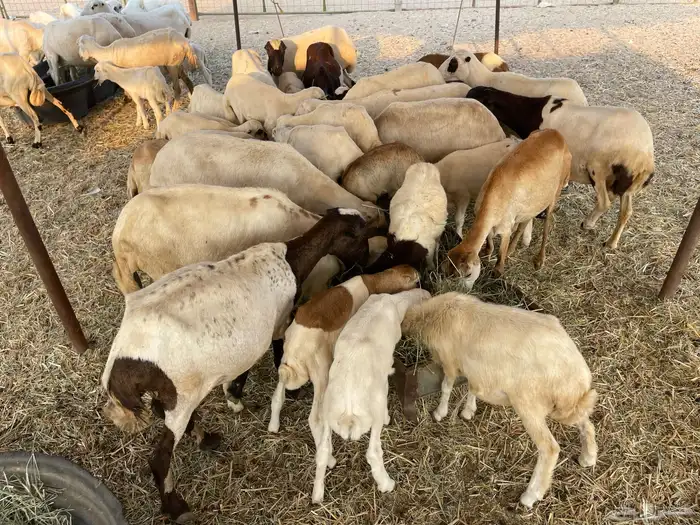 عنم رفيديه خلفات مراح واحد 7