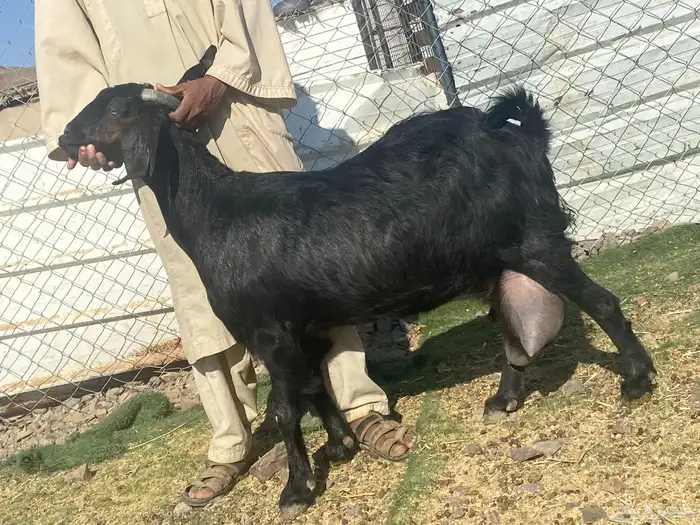 يامدورين الحليب معزا حليب وافر شرط 0