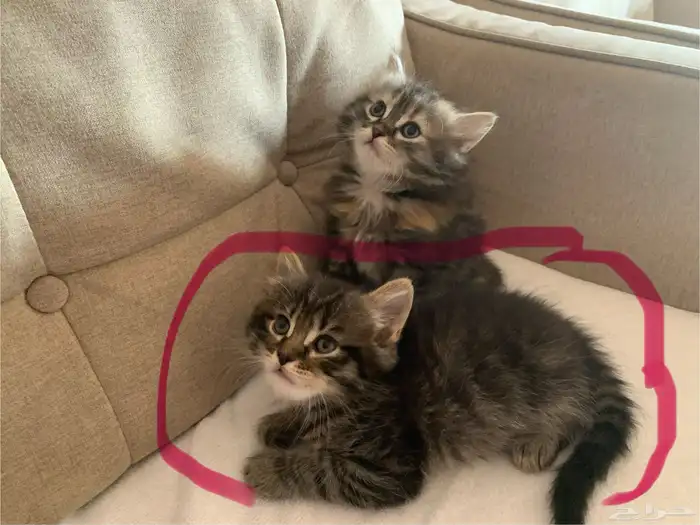 قطط للتبني  . شيرازي 1