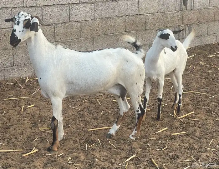 معزاء بيشيات فواخر 17