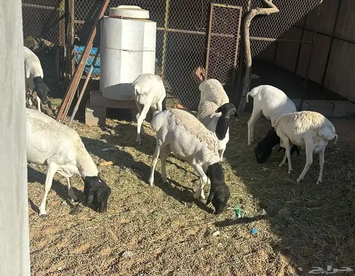 بربري للبيع 1