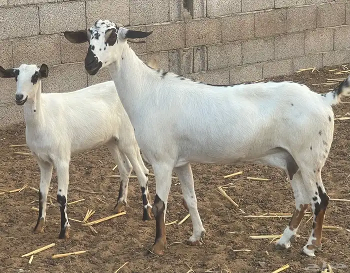 معزاء بيشيات فواخر 19