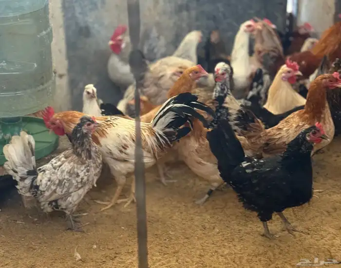 دجاج بياض ودياكةللبيع 1