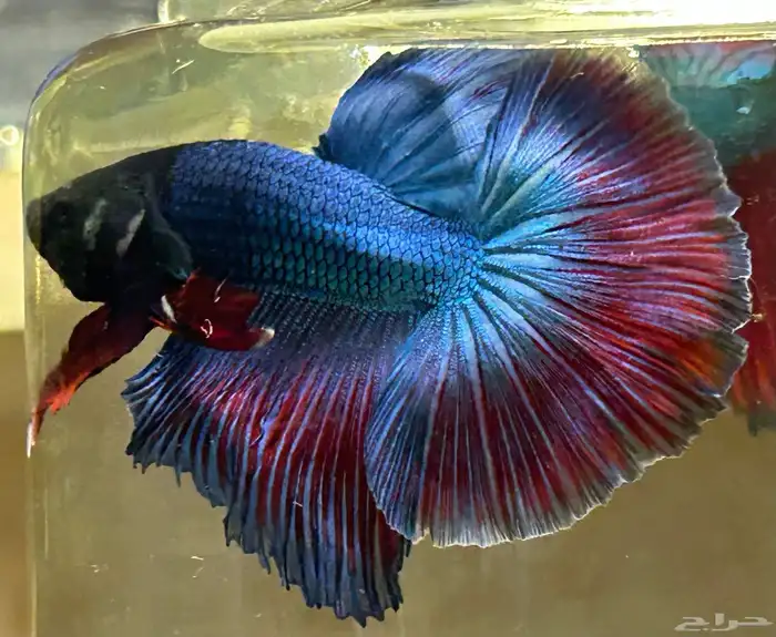 للبيع سمك فايتر هاف مون السمكه الوحده 25 ريال و الجمله 10 18