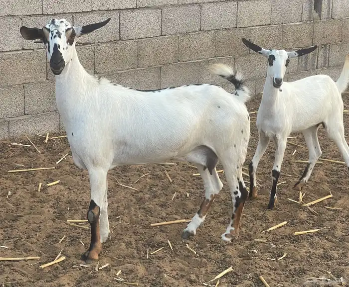 معزاء بيشيات فواخر 16