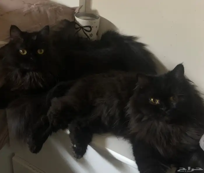 قطط للتبني 1