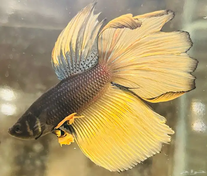 للبيع سمك فايتر هاف مون السمكه الوحده 25 ريال و الجمله 10 8