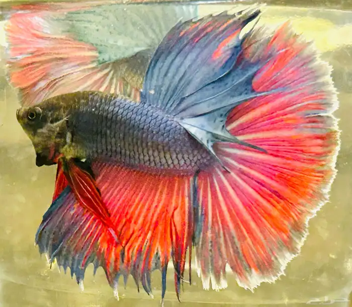 للبيع سمك فايتر هاف مون السمكه الوحده 25 ريال و الجمله 10 12