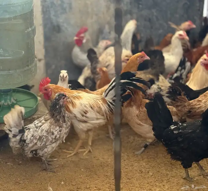 دجاج بياض ودياكةللبيع 3