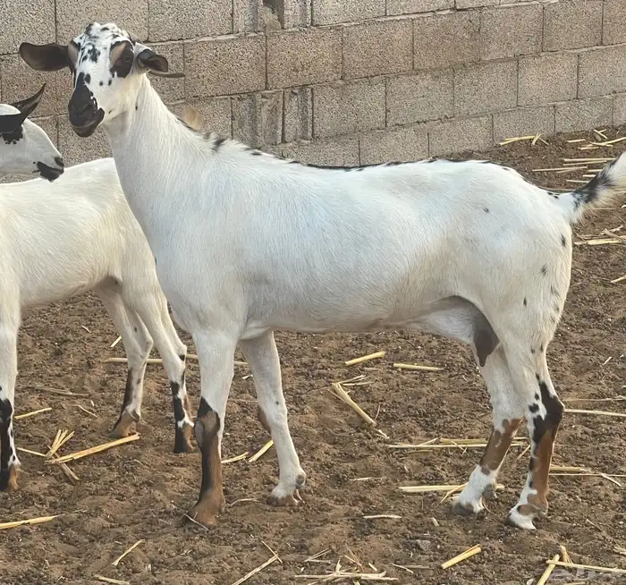 معزاء بيشيات فواخر 20