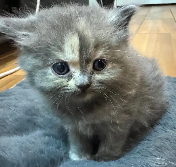 قطط كيتن شيرازي للبيع 0