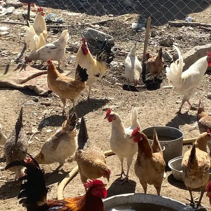 دجاج بلدي 17