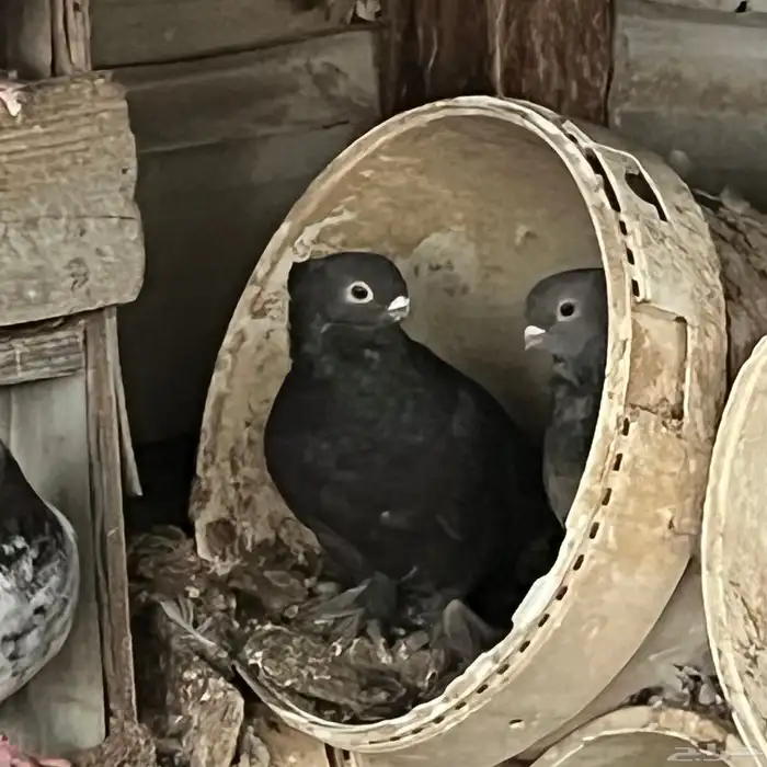 حمام حب الرمان 0